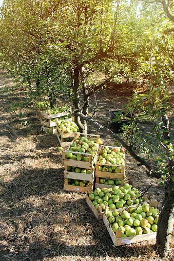 Williams Pears in Boxes Harvesting In Orchard Field