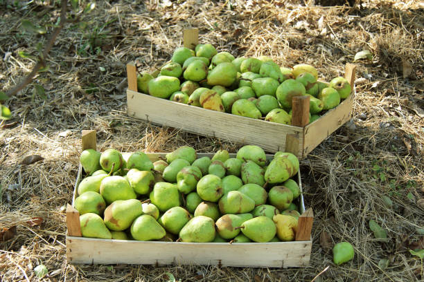 Williams Pear in Boxes on the Ground Outdoors