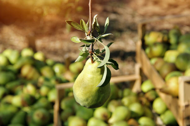 william pear su branch with pears in box sfondo sfocato - william williams foto e immagini stock