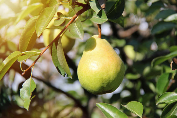 william pear pendurado no galho da árvore - cini - fotografias e filmes do acervo