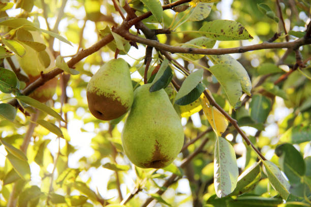 natural william pear hanging on tree branch - william williams imagens e fotografias de stock