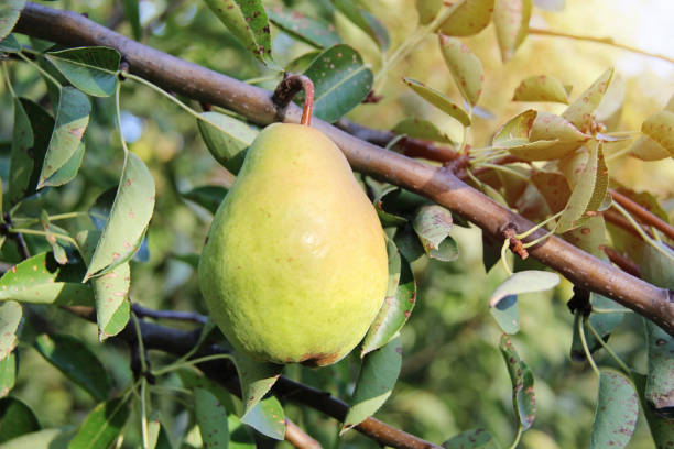 william pear fruit hanging from tree branch - william williams imagens e fotografias de stock