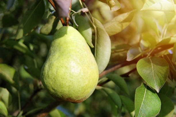 beautiful william pear on tree branch - william williams imagens e fotografias de stock