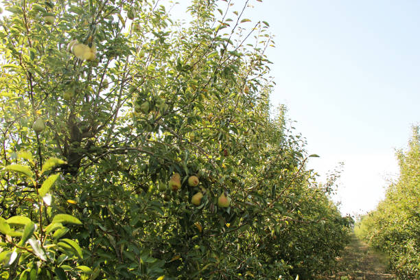 williams pear tree orchard with fruit branches in orchard - william williams imagens e fotografias de stock