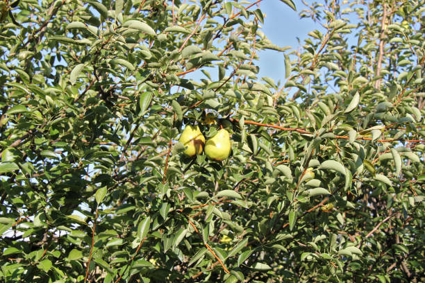 williams pear tree with fruit - william williams imagens e fotografias de stock