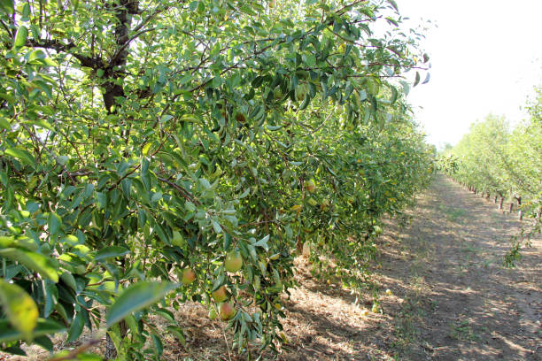 williams pear tree orchard with branches - william williams imagens e fotografias de stock