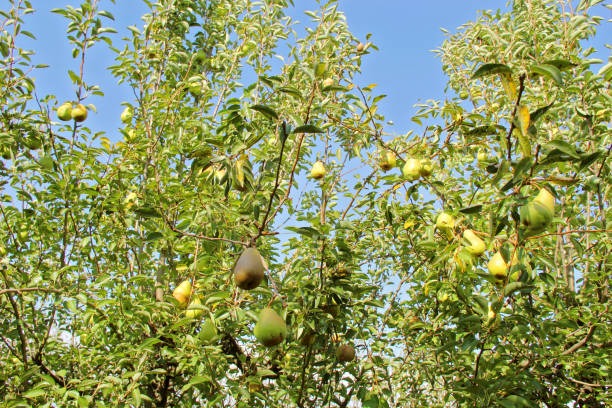 williams pear tree orchard with fruits hanging - william williams imagens e fotografias de stock