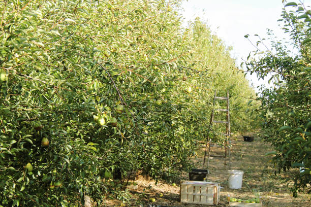 williams pear tree orchard harvest landscape con scala e scatole, colza autunnale - william williams foto e immagini stock