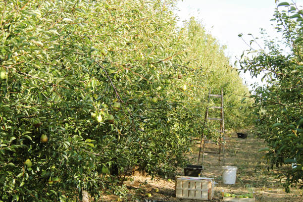 istock Williams Pear Tree Orchard Harvest Landscape with Ladder and Boxes, Autumn Rape Fruit 1418679436