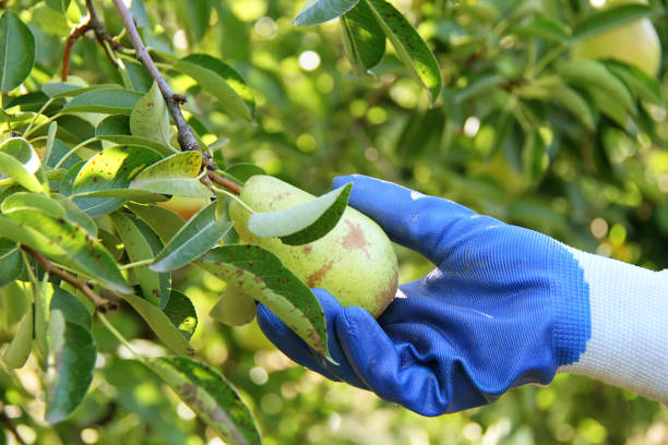 william pear harvesting in gloves - william williams imagens e fotografias de stock