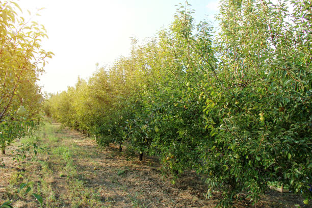 williams pear tree orchard landscape in sunshine - william williams imagens e fotografias de stock