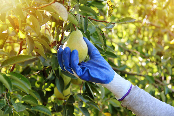 william pear tree with hand harvesting or taking the fruit - william williams imagens e fotografias de stock