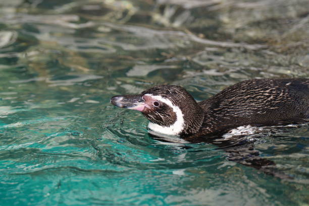 pingüino de - nobody beak animal head penguin fotografías e imágenes de stock