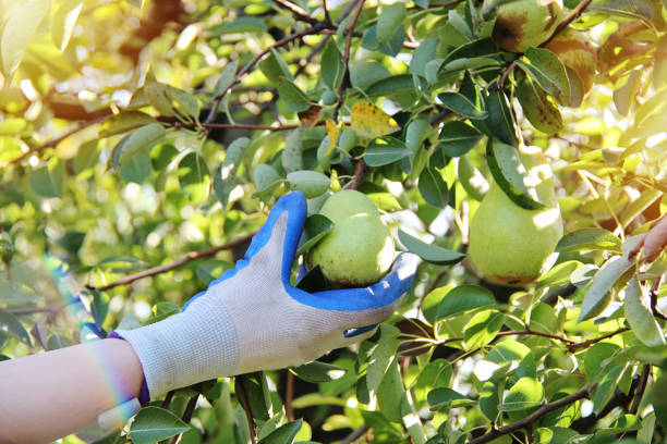 william pear fruit harvesting in gloves - william williams imagens e fotografias de stock