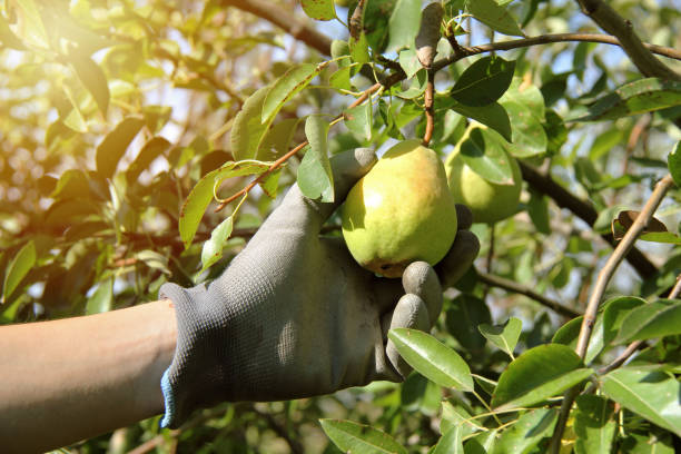 william pear sul ramo dell'albero con raccolta a mano o holdin the fruit - william williams foto e immagini stock