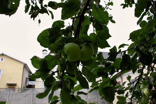 Green apples on apple branches