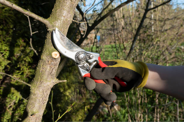 istock Pruning pear branches pruners. Trimming the tree with a cutter. Spring pruning of fruit trees. 1418683391