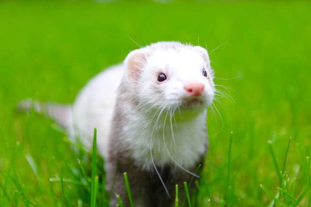 istock Ferret In Green Grass 1418683491