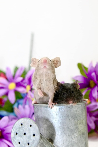 Mice exploring watering can for Spring.