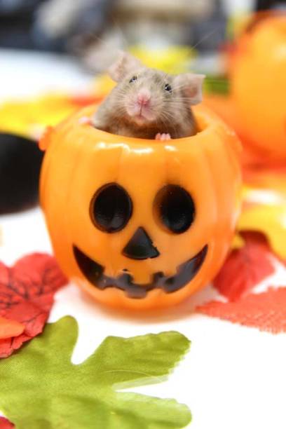 Mouse in trick-or-treat bucket for Halloween