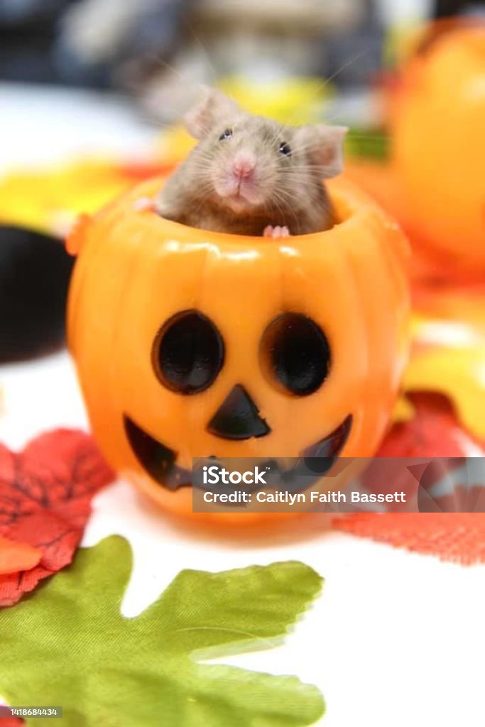 Mouse In Trick-or-Treat Bucket Mouse in trick-or-treat bucket for Halloween Mouse - Animal Stock Photo