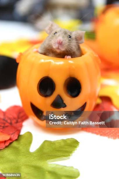 Mouse In Trickortreat Bucket Stock Photo - Download Image Now - Mouse - Animal, Halloween, Pumpkin