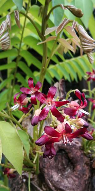 istock beautiful red star fruit in the garden 1418684705