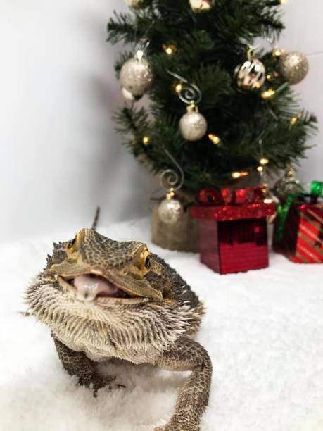 istock Bearded Dragon Christmas Celebration 1418685690