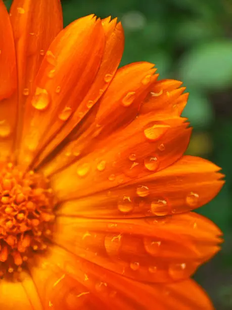 Photo of Macro view of calendula orange flower with dew drops background or wallpaper.