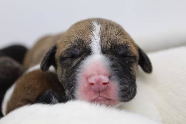 istock Puppy Photoshoot 1418689001