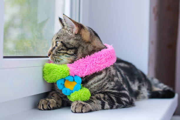 istock Striped gray cat in a colored scarf 1418691027