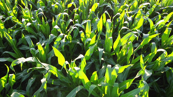 Corn Field in a Row.