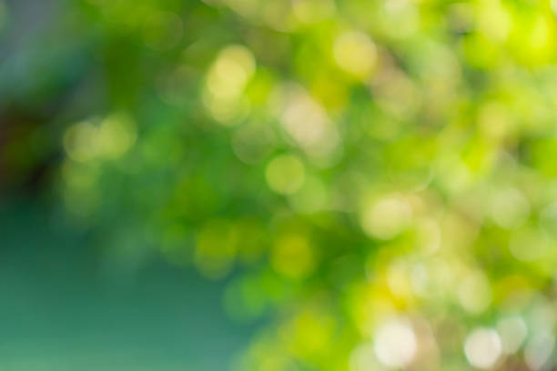 istock Abstract background of Pisonia Alba tree. 1418695917