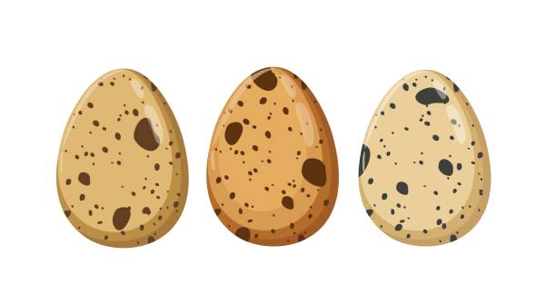 ilustraciones, imágenes clip art, dibujos animados e iconos de stock de huevos de codorniz enteros crudos, ilustración vectorial aislada sobre fondo blanco - backgrounds brown close up cooking