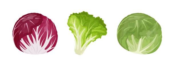 ilustrações, clipart, desenhos animados e ícones de iceberg, radicchio e alface verde frondosa, ilustração vetorial no fundo branco, banner - iceberg lettuce