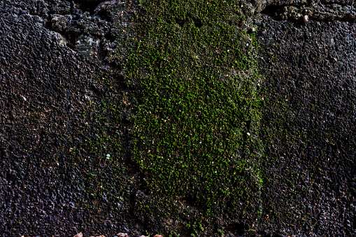 Moistured and dirty cement block walls textured grunge background with mossy details for graphic resources
