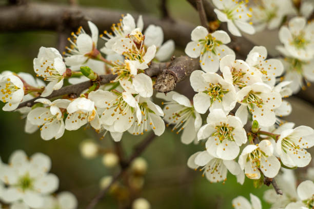 branch of a wild plum covered with blooming white flowers wild plum branch strewn with blooming white flowers on a blurred background flowering plum stock pictures, royalty-free photos & images