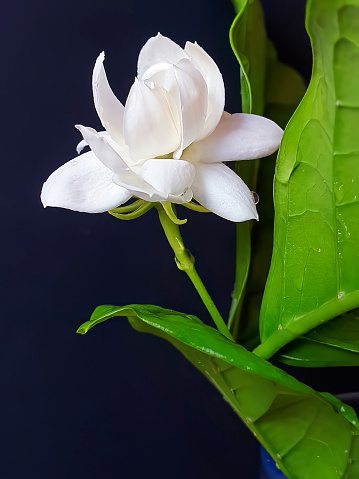 Close up of White jasmine, Jasminum sambac or Arabian jasmine, Grand Duke of Tuscany, beautiful white flower and green leaves, aroma