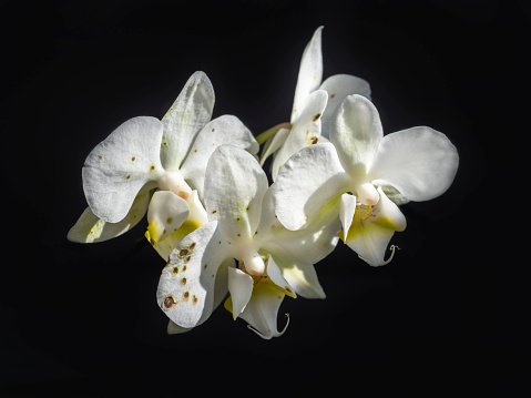 Orchids and Botrytis Fungus. An evil and scary fungus on Orchids. Diseases of orchids. White branch of a blooming orchid on a black background.