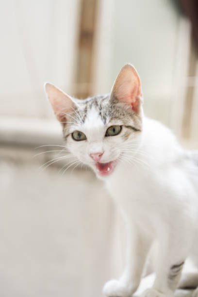 istock Turkish stray kitten. Homeless kitten. Istanbul Turkey, 1418710275