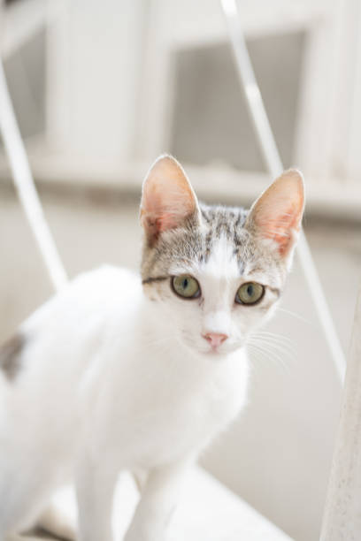 istock Turkish stray kitten. Homeless kitten. Istanbul Turkey, 1418710477
