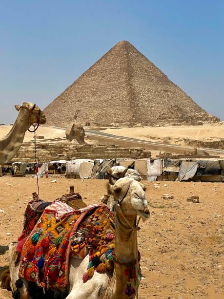 피라미드와 그레이트 스핑크스 앞의 낙타, 기자, 카이로, 이집트 - egypt camel pyramid shape pyramid 뉴스 사진 이미지