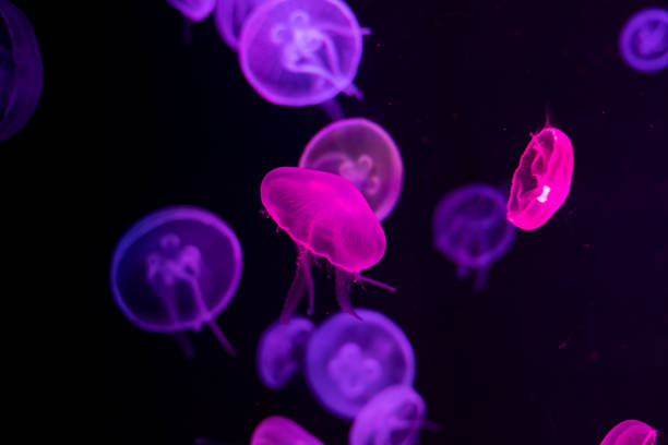 istock Colorful jellyfish closeup with dark background 1418711447