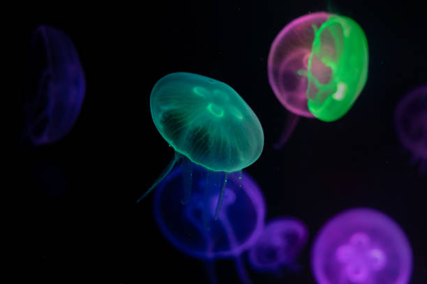 istock Colorful jellyfish closeup with dark background 1418711461
