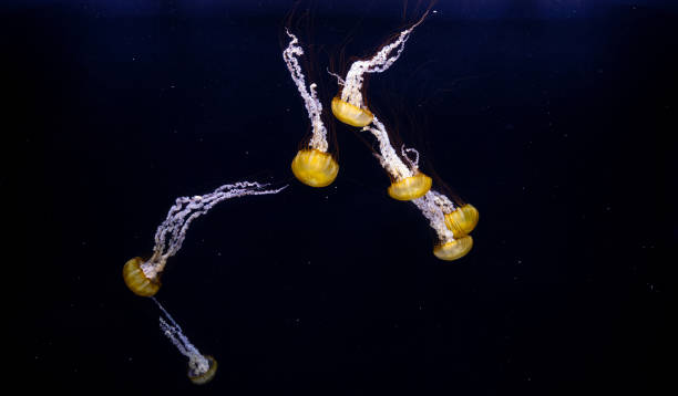 gelbe qualle mit dunklem hintergrund - jellyfish translucent sea glowing stock-fotos und bilder