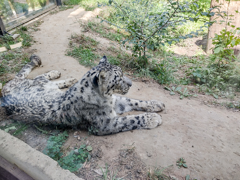 the snow leopard sits on the ground at the zoo