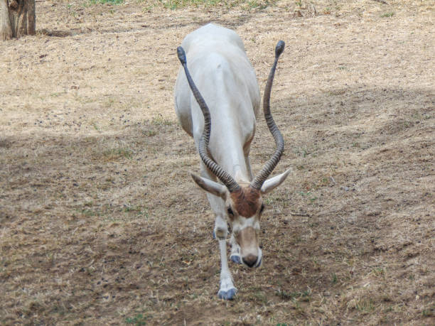 istock Addax antelope (Addax nasomaculatus) at the zoo 1418713096