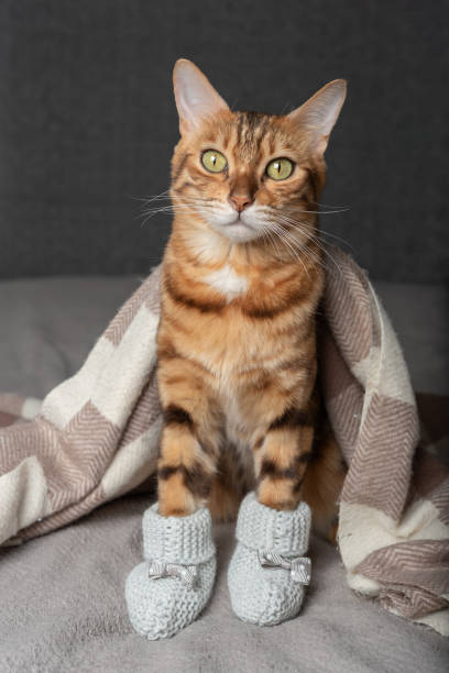 2,300+ Cat Socks Stock Photos, Pictures & Royalty-Free Images