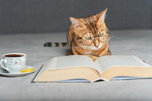 A domestic cat in glasses is reading a book, next to it is a cup of tea with a lemon wedge.