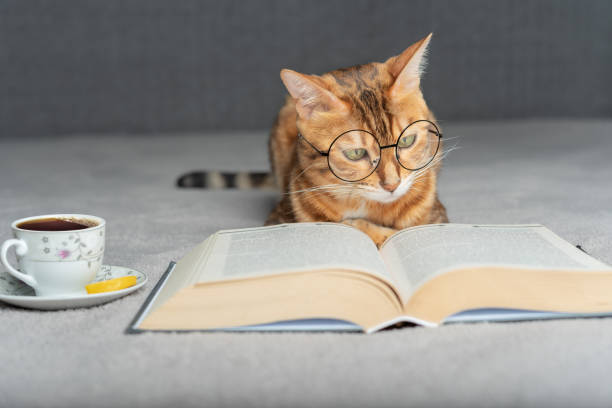 Domestic cat with glasses reads a book. A domestic cat in glasses is reading a book, next to it is a cup of tea with a lemon wedge. cat-glasses stock pictures, royalty-free photos & images